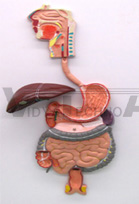 Human Digestive System